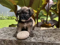 Bindi, a female Shorkie for sale in Mankato, MN – 2 of 3