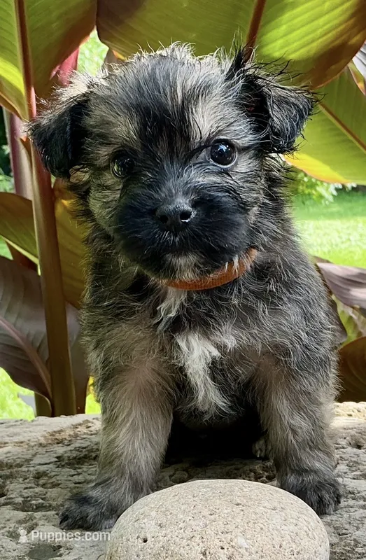 Button – Shorkie puppy for sale in Mankato, MN