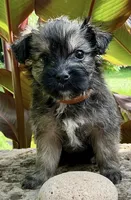Button, a male Shorkie for sale in Mankato, MN – 1 of 2