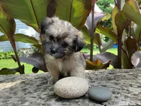 Bohdi, a male Shorkie for sale in Mankato, MN – 3 of 3