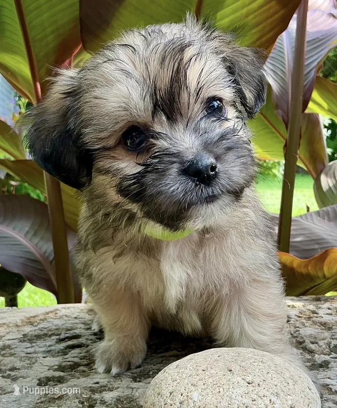 Bohdi – Shorkie puppy for sale in Mankato, MN