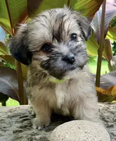 Bohdi, a male Shorkie for sale in Mankato, MN – 1 of 3