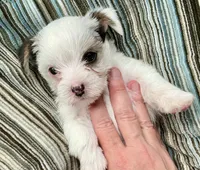 Sugar, a female Yorkshire Terrier and Chorkie for sale in Mankato, MN – 4 of 8