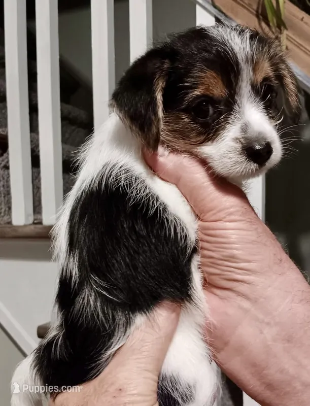 Jake – Yorkshire Terrier, Chorkie puppy for sale in Mankato, MN