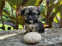 Banjo, a male Shorkie for sale in Mankato, MN – 3 of 3