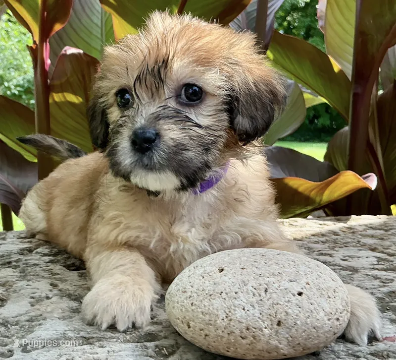 Brylee – Shorkie puppy for sale in Mankato, MN
