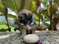 Biscuit , a male Shorkie for sale in Mankato, MN – 2 of 3