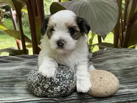  Bear, a male Yorkshire Terrier and Chorkie for sale in Mankato, MN – 3 of 6