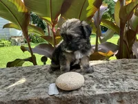 Benji, a male Shorkie for sale in Mankato, MN – 3 of 3