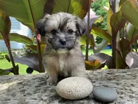 Bohdi, a male Shorkie for sale in Mankato, MN – 2 of 3