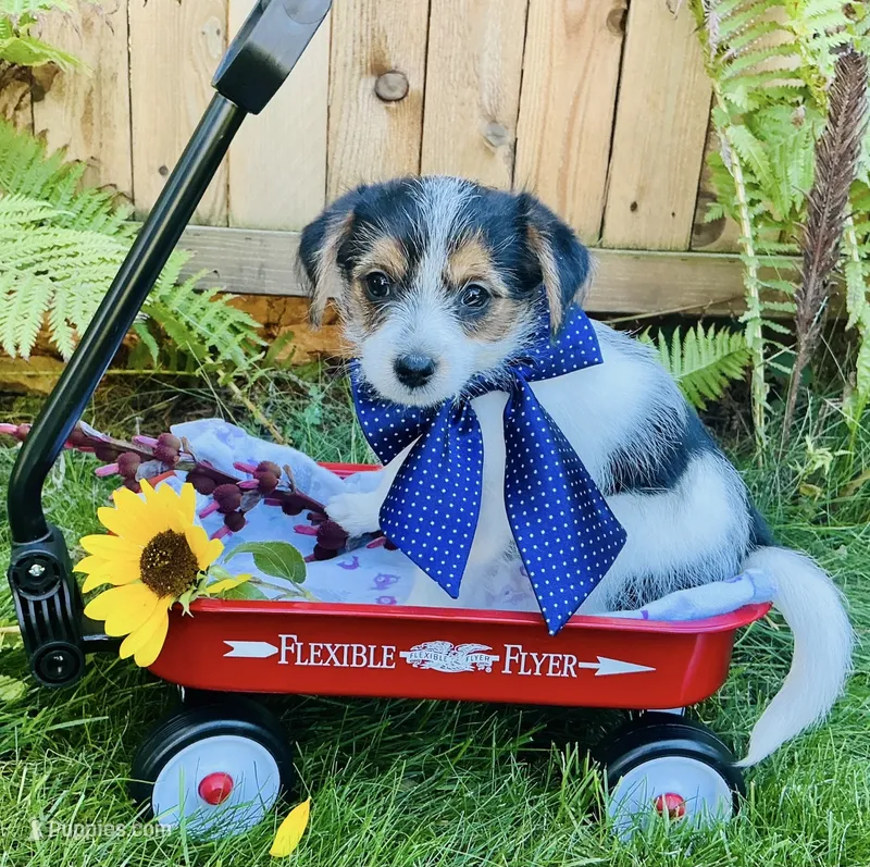 Jake – Yorkshire Terrier, Chorkie puppy for sale in Mankato, MN