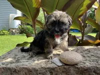 Benji, a male Shorkie for sale in Mankato, MN – 2 of 3
