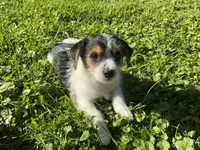 Jake, a male Yorkshire Terrier and Chorkie for sale in Mankato, MN – 3 of 8