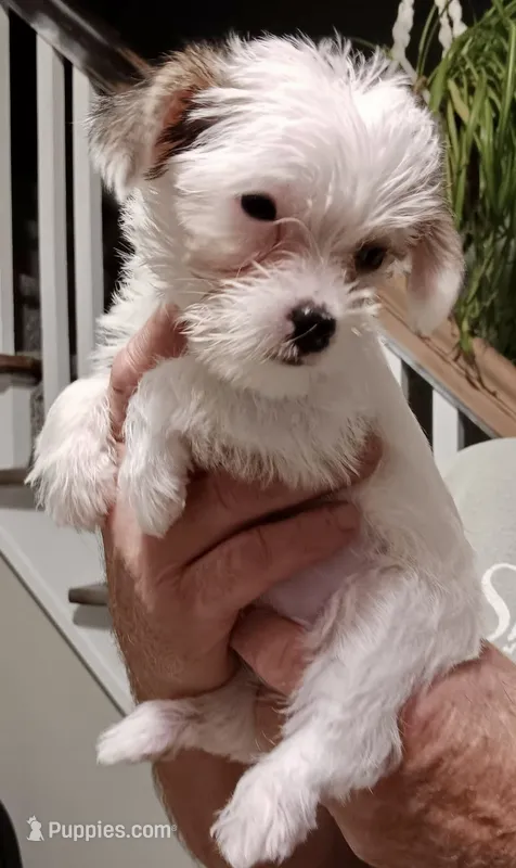 Sugar – Yorkshire Terrier, Chorkie puppy for sale in Mankato, MN