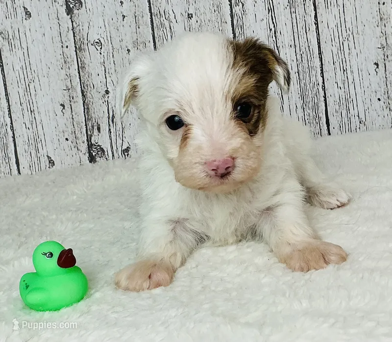 Ryder – Yorkshire Terrier puppy for sale in Mankato, MN