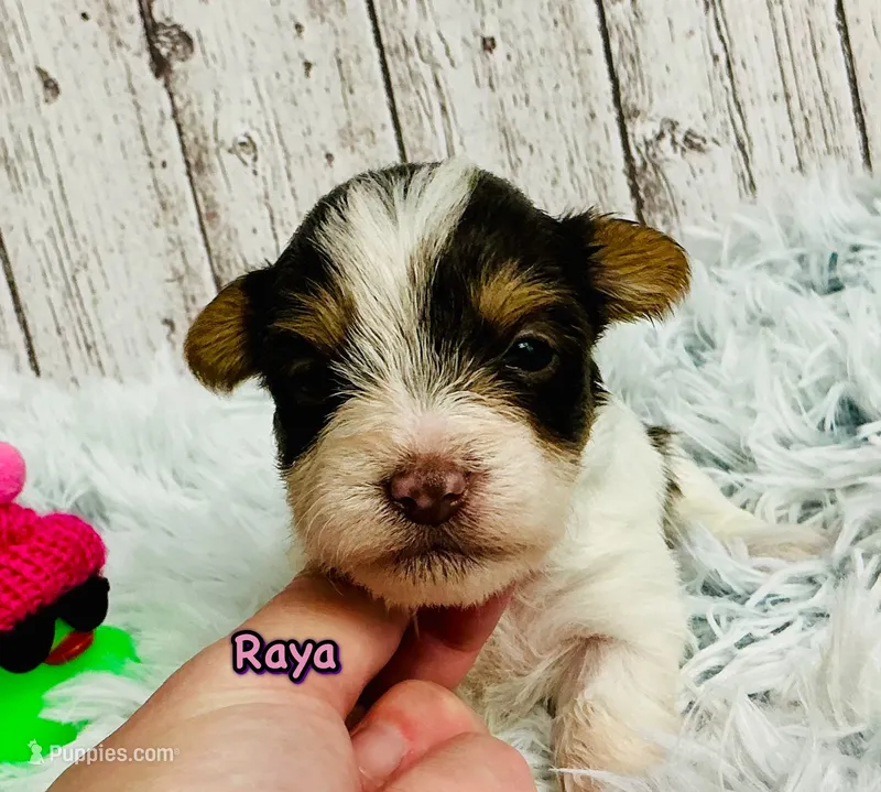 Raya – Yorkshire Terrier puppy for sale in Mankato, MN