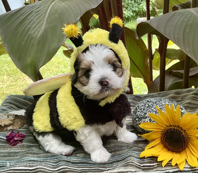  Bear – Yorkshire Terrier, Chorkie puppy for sale in Mankato, MN