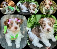 Ainsley , a female Yorkshire Terrier for sale in Mankato, MN – 4 of 9
