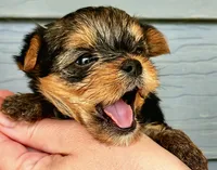 AKC Yorkie DNA tested embark, a male Yorkshire Terrier for sale in Mankato, MN – 5 of 6