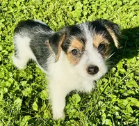 Jake, a male Yorkshire Terrier and Chorkie for sale in Mankato, MN – 2 of 8