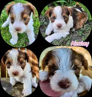 Ainsley Biewer Yorkie, a female Yorkshire Terrier and Biewer for sale in Mankato, MN – Photo 4 of 5