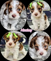 Ainsley Biewer Yorkie, a female Yorkshire Terrier and Biewer for sale in Mankato, MN – Photo 3 of 5