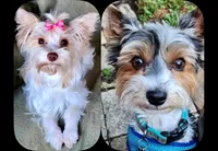 Ainsley Biewer Yorkie, a female Yorkshire Terrier and Biewer for sale in Mankato, MN – Photo 5 of 5