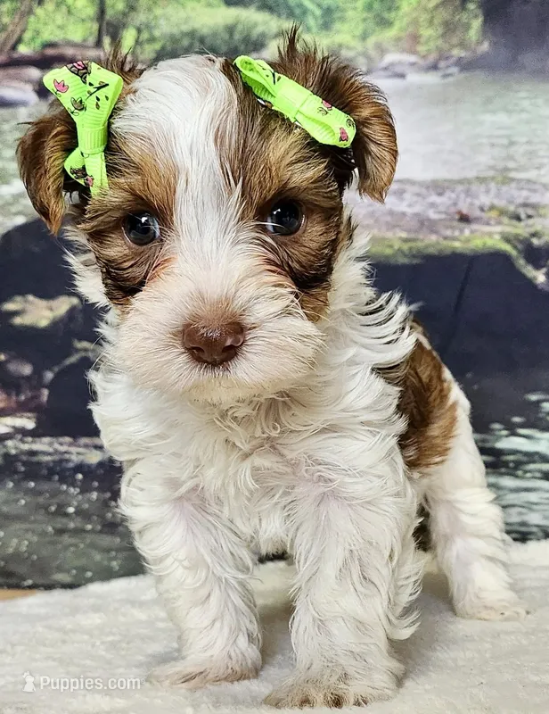 Ainsley Biewer Yorkie – Yorkshire Terrier, Biewer puppy for sale in Mankato, MN