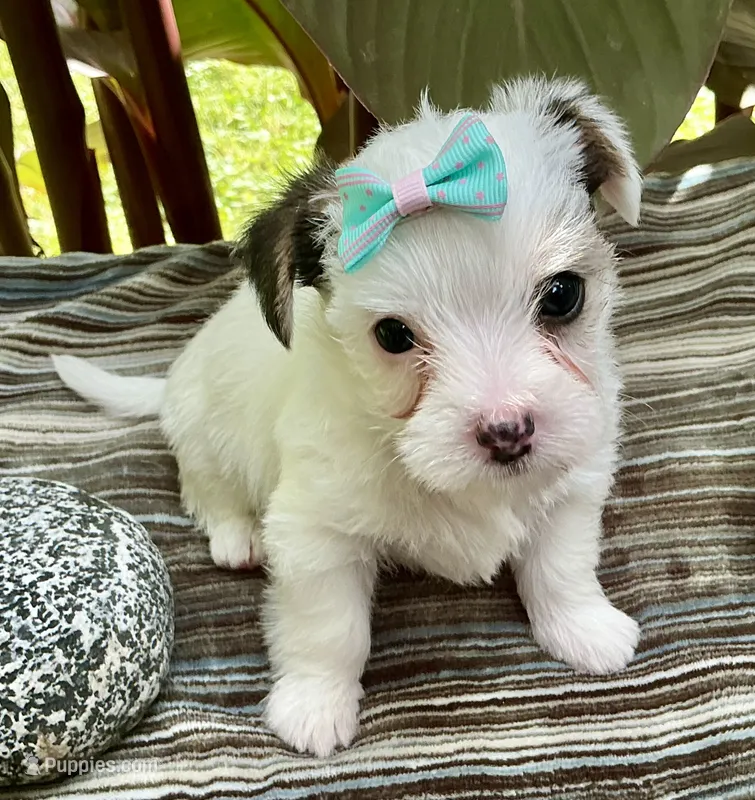 Sugar – Yorkshire Terrier, Chorkie puppy for sale in Mankato, MN
