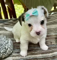 Sugar, a female Yorkshire Terrier and Chorkie for sale in Mankato, MN – 1 of 8