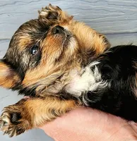 AKC Yorkie DNA tested embark, a male Yorkshire Terrier for sale in Mankato, MN – 3 of 6
