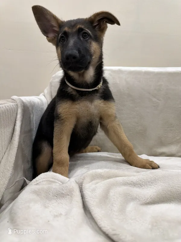 Burgundy – German Shepherd Dog puppy for sale in Brookfield, IL