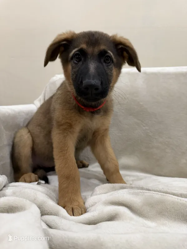 Red – German Shepherd Dog puppy for sale in Brookfield, IL