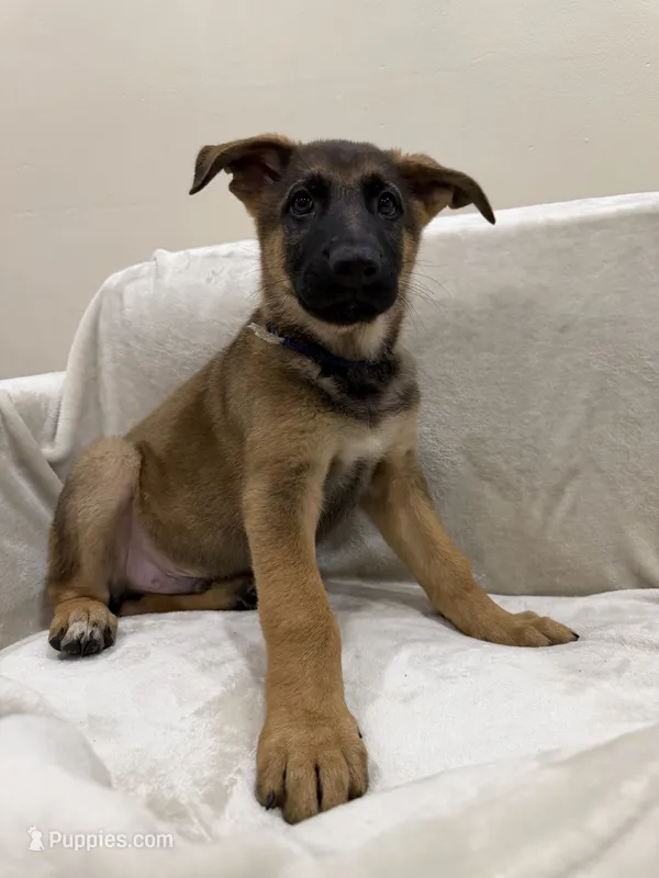 Navy – German Shepherd Dog puppy for sale in Brookfield, IL
