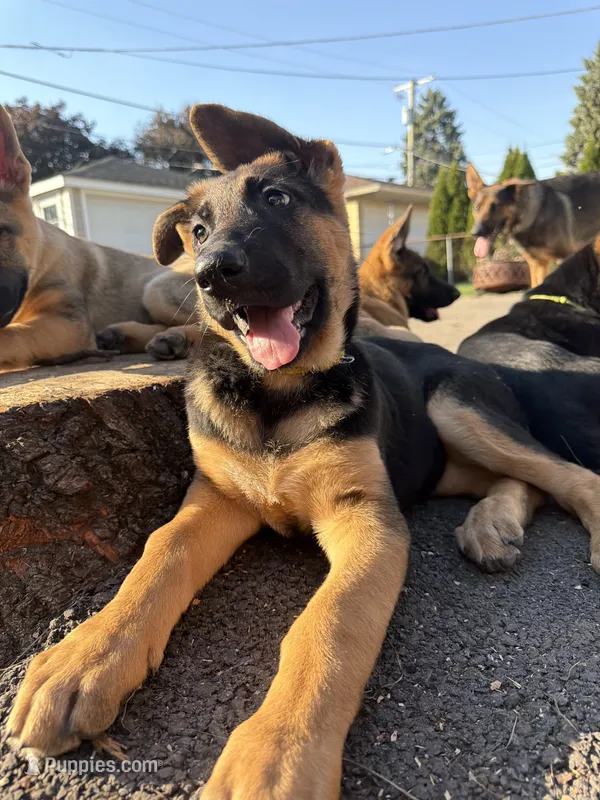 Burgundy – German Shepherd Dog puppy for sale in Brookfield, IL