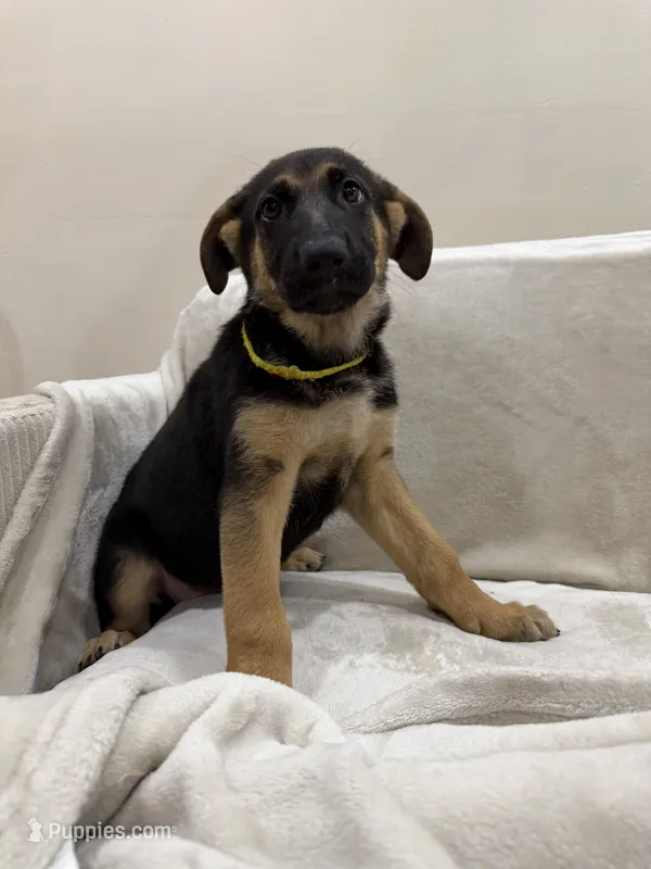 Yellow – German Shepherd Dog puppy for sale in Brookfield, IL