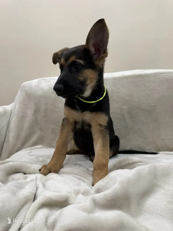 Pink – German Shepherd Dog puppy for sale in Brookfield, IL