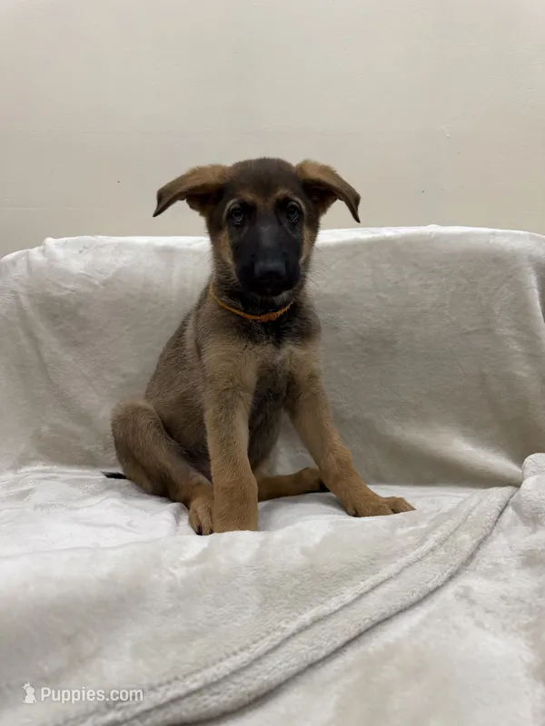 Orange – German Shepherd Dog puppy for sale in Brookfield, IL