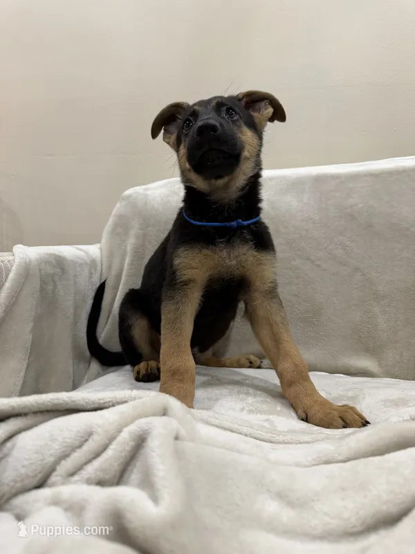 Blue – German Shepherd Dog puppy for sale in Brookfield, IL