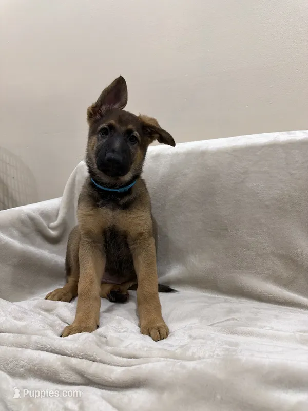 Turquoise – German Shepherd Dog puppy for sale in Brookfield, IL