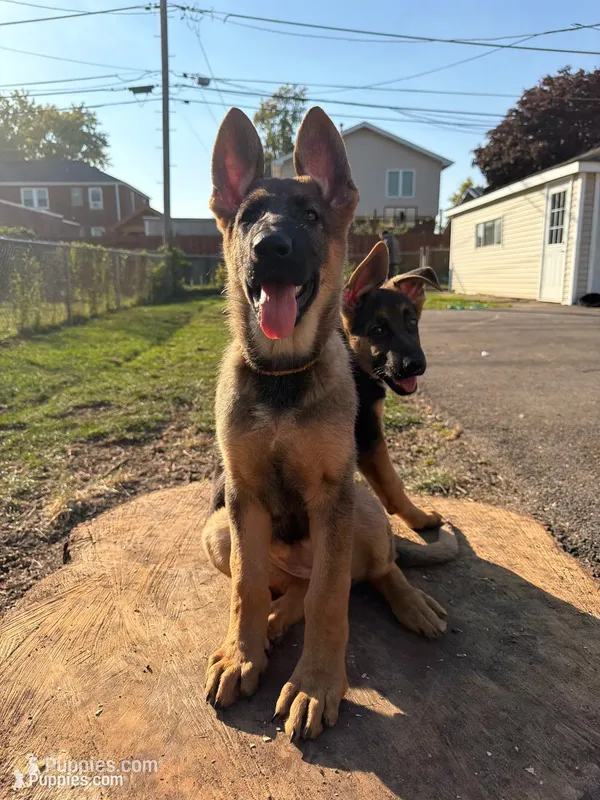 Orange – German Shepherd Dog puppy for sale in Brookfield, IL