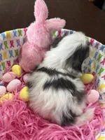 Gracie, a female Shih Tzu for sale in Hannibal, MO – Photo 5 of 7