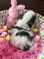 Gracie, a female Shih Tzu for sale in Hannibal, MO – Photo 3 of 7