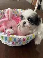 Gracie, a female Shih Tzu for sale in Hannibal, MO – Photo 6 of 7