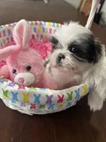 Gracie, a female Shih Tzu for sale in Hannibal, MO – Photo 7 of 7