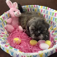 Lilly, a female Shih Tzu for sale in Hannibal, MO – Photo 5 of 10