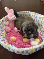 Lilly, a female Shih Tzu for sale in Hannibal, MO – Photo 1 of 7