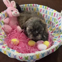 Lilly, a female Shih Tzu for sale in Hannibal, MO – Photo 8 of 10