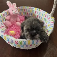 Lilly, a female Shih Tzu for sale in Hannibal, MO – Photo 9 of 10