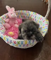 Lilly, a female Shih Tzu for sale in Hannibal, MO – Photo 5 of 7